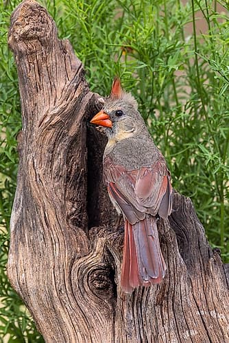 Female Northern Cardinal-Rio Grande Valley-Texas Art Print